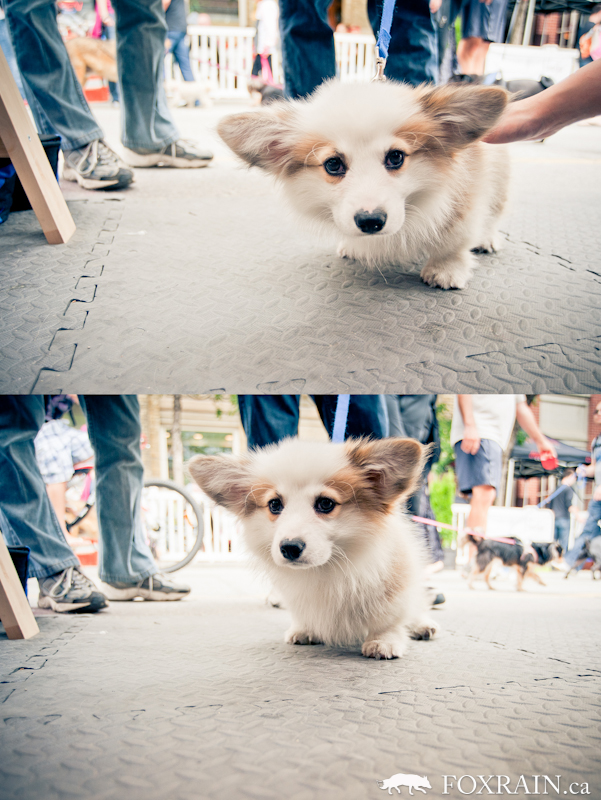 Woofstock Baby Corgi
