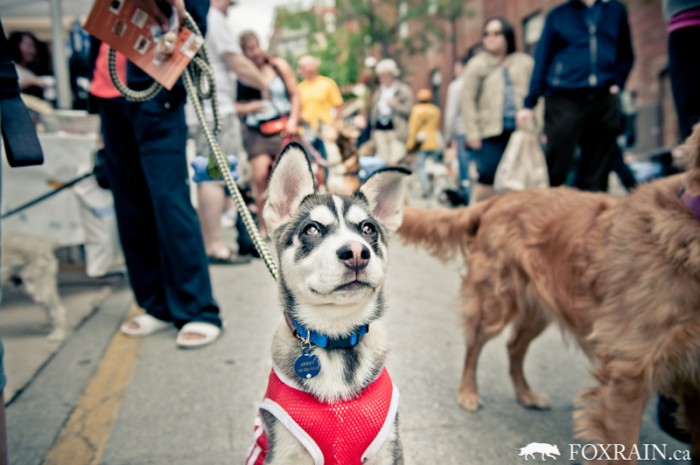 Woofstock Baby Husky