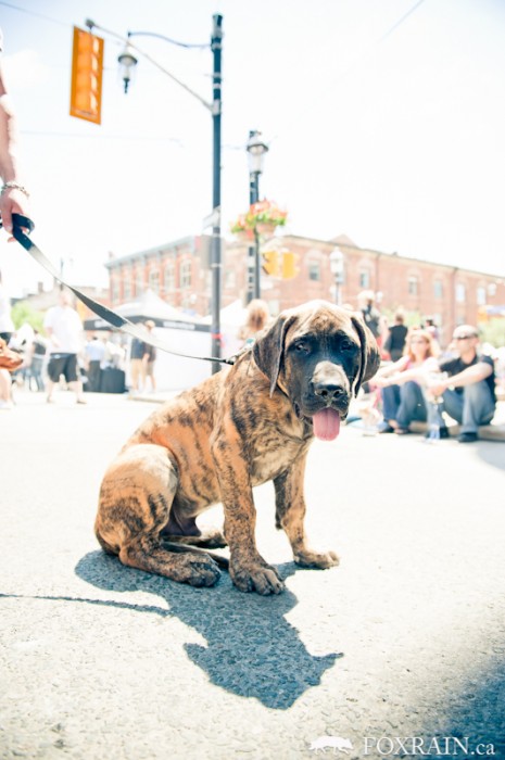 Woofstock Hot Dog