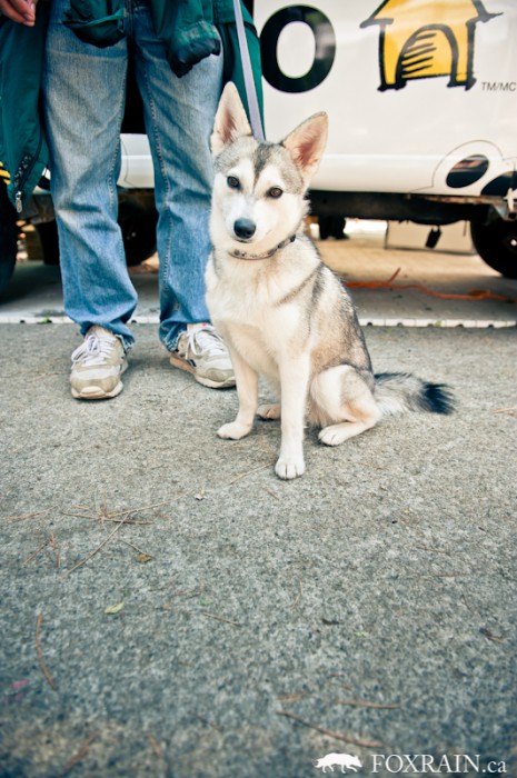 Woofstock Baby Husky