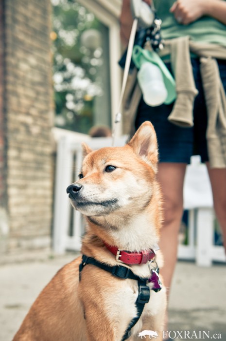 Woofstock Akita Portrait