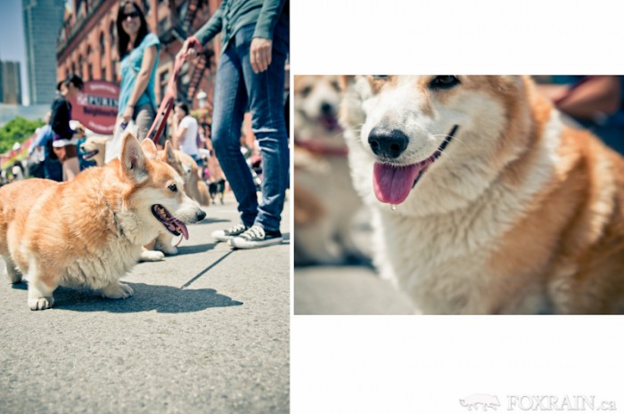 Woofstock Corgis