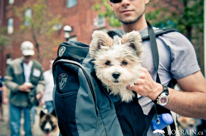 Woofstock Doggie Bag