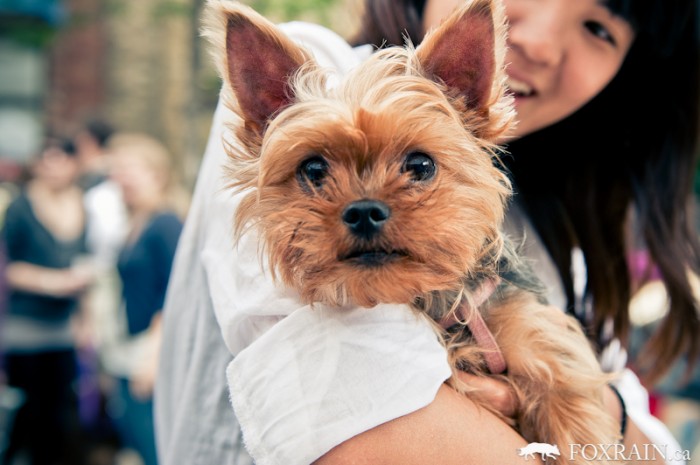 Woofstock Dog Hug
