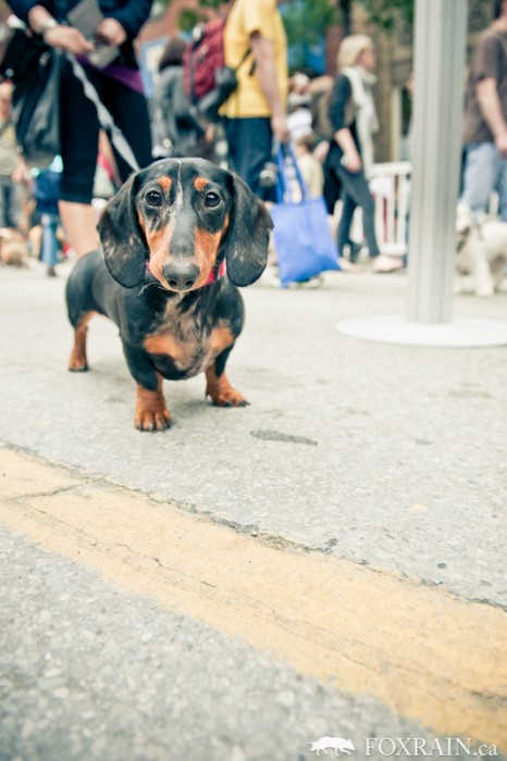 Woofstock Black Dachshund