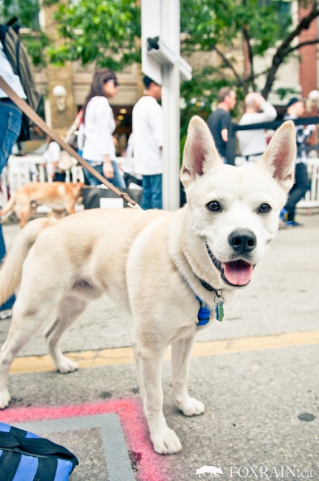 Woofstock Puppy