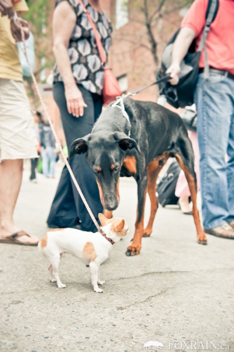 Woofstock Big and Small Dogs