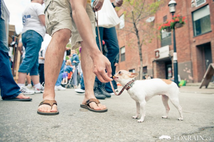 Woofstock Tiny Dog